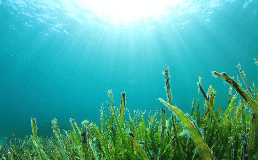 How to detox with a seaweed bath