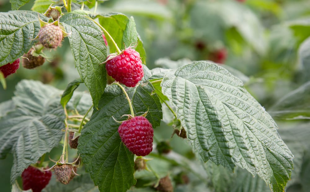Close-up of a vibrant red raspberry leaf with serrated edges and visible veins.