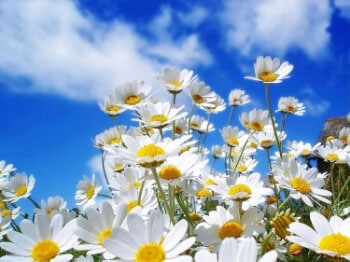 3 DAY SPRING CLEANSE PROGRAM