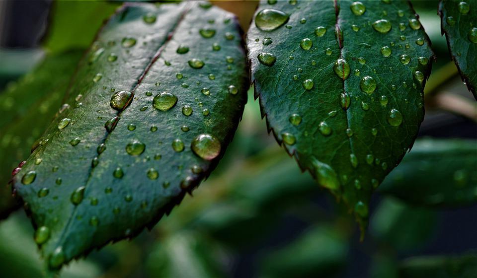 Chlorophyll- A Key to Healing