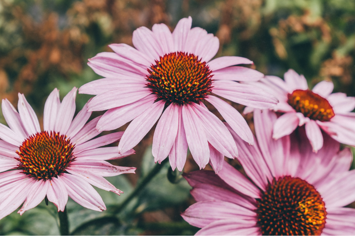 ECHINACEA IS AN IMMUNITY ALLY. HOW ELSE CAN IT AFFECT YOUR HEALTH?