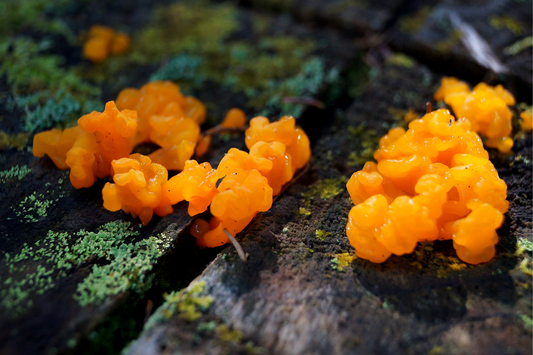 Tremella Mushroom: Exploring its Medicinal Uses through Scientific Studies and Traditional Chinese Medicinal Practices