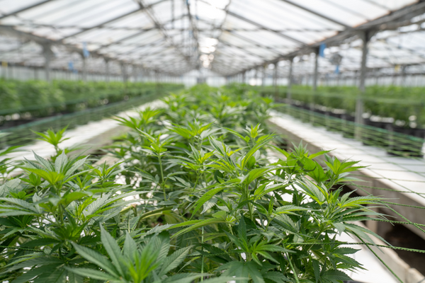 CBD, The Miracle Cure: Should You Believe The Hype?