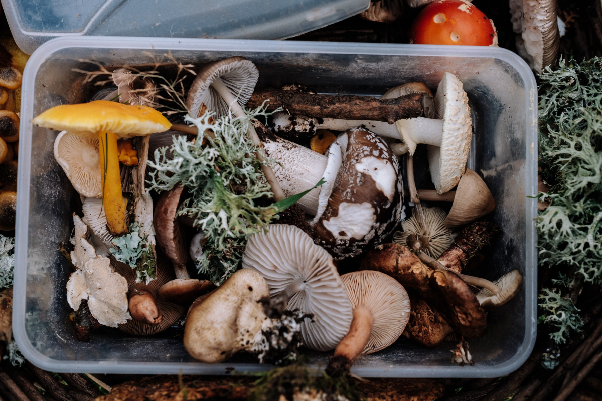 PHENOMENAL FUNGUS: WHY MUSHROOMS ARE THE NEWEST SUPERFOOD