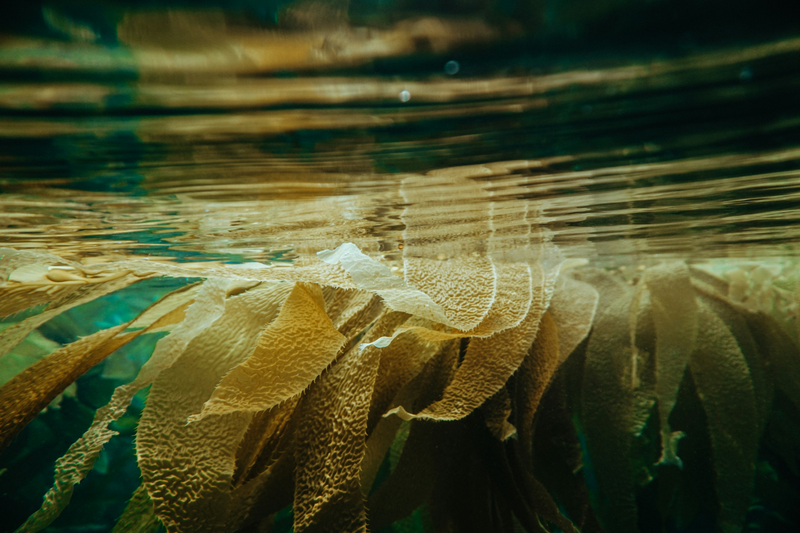 Ocean Minerals for Beautiful Skin, Hair, Nails, and Much More