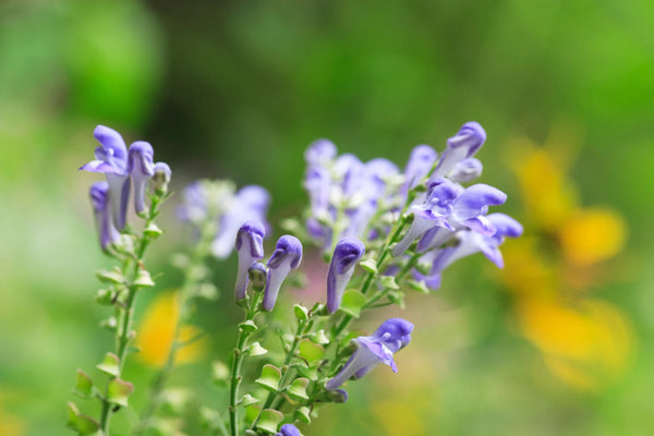 Deep Dive Into Skullcap