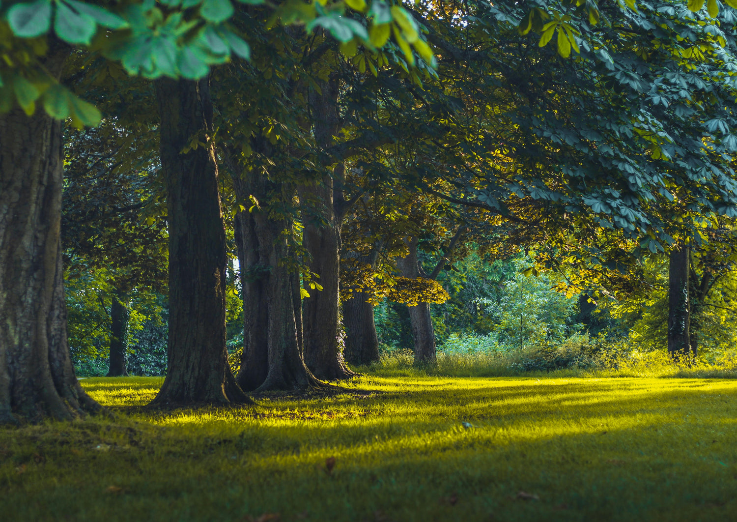 Lush green trees in a park with dappled sunlight filtering through the leaves.