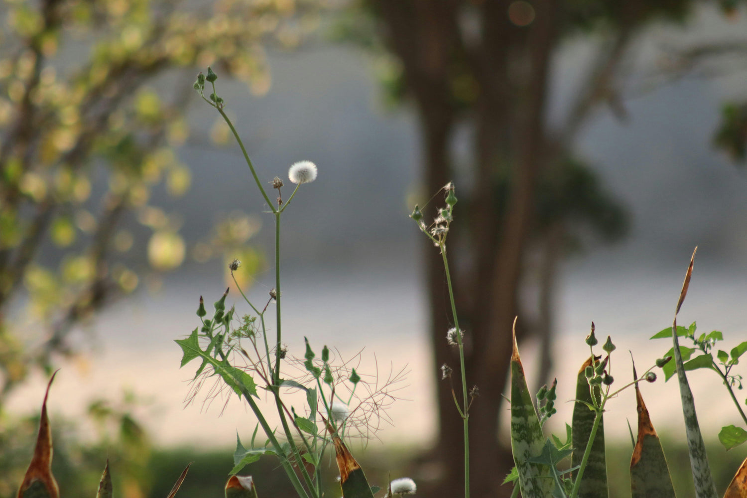 Blurred natural scene with plants and a tree